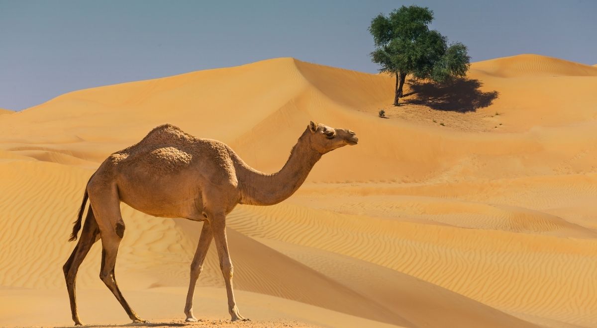 al lahbab desert